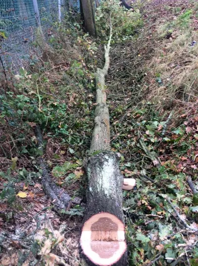 A tree that has been cut down in the woods.