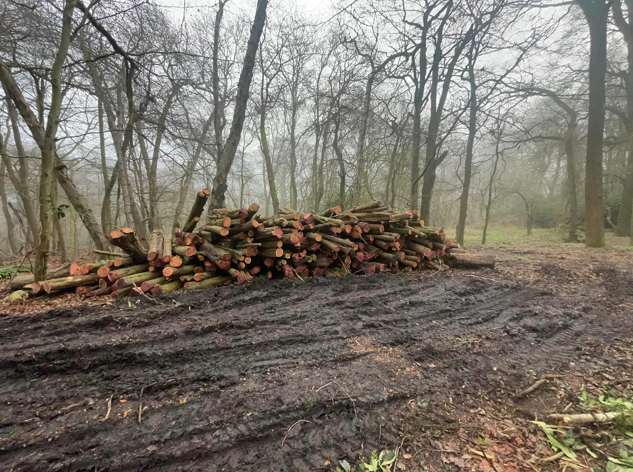A pile of logs sitting in the middle of a forest.