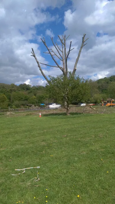 A tree that has been cut down in a field.