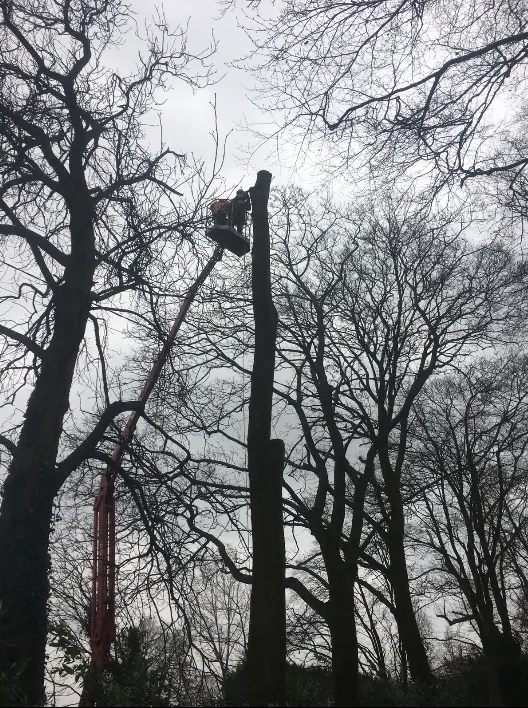 A man on a cherry picker working on a tree.