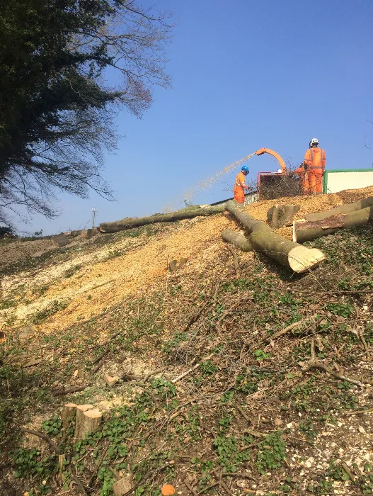A couple of men are working on a tree.