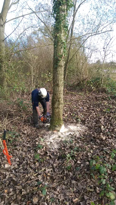 A man with a chainsaw cutting a tree in the woods.