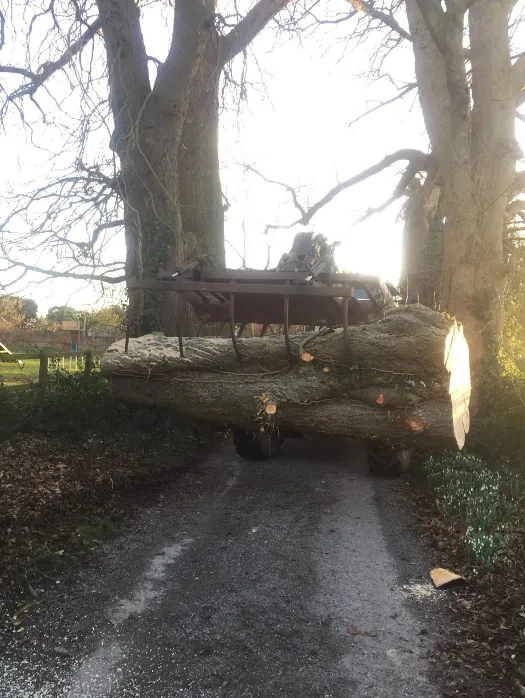 A large tree that has fallen down on a road.