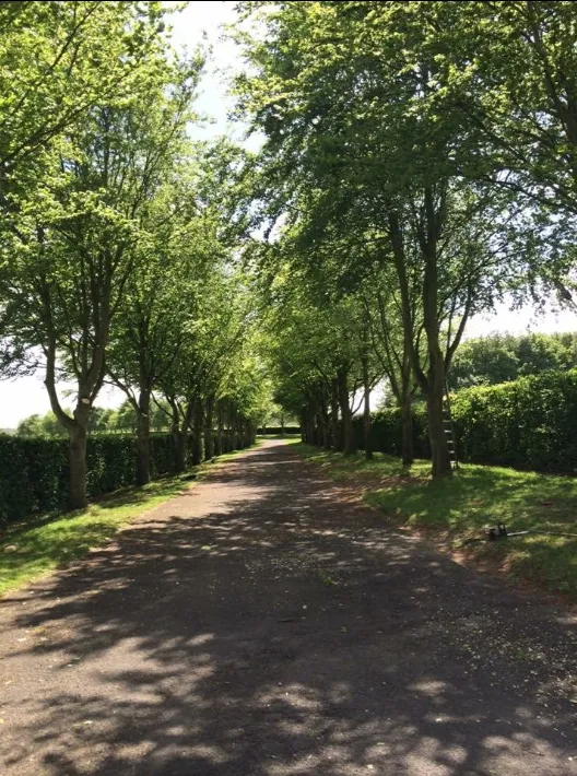 A dirt road surrounded by lots of trees.