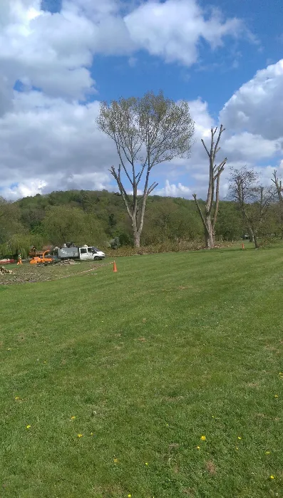 A grassy field with trees in the background.