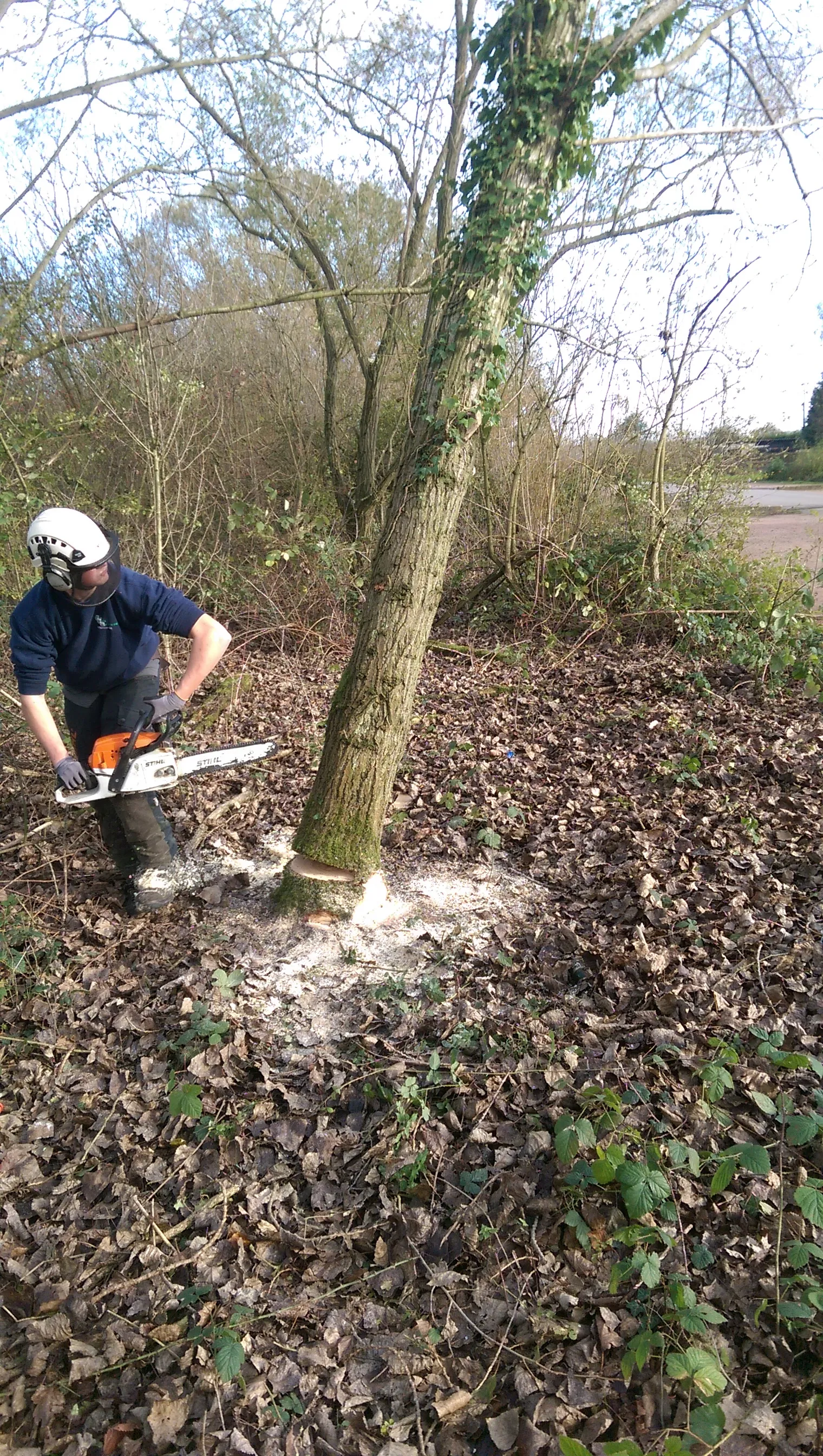 A man with a chainsaw cutting a tree.